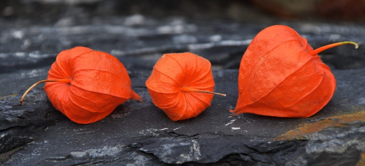 Physalis – jak jeść, jak obrać, jak smakuje