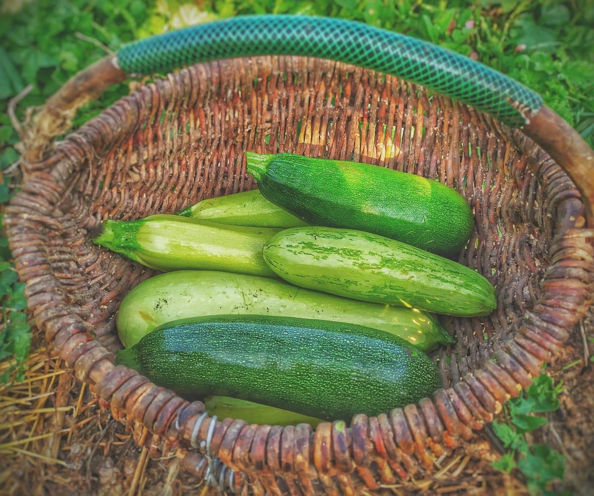 Cukinia (kabaczek)