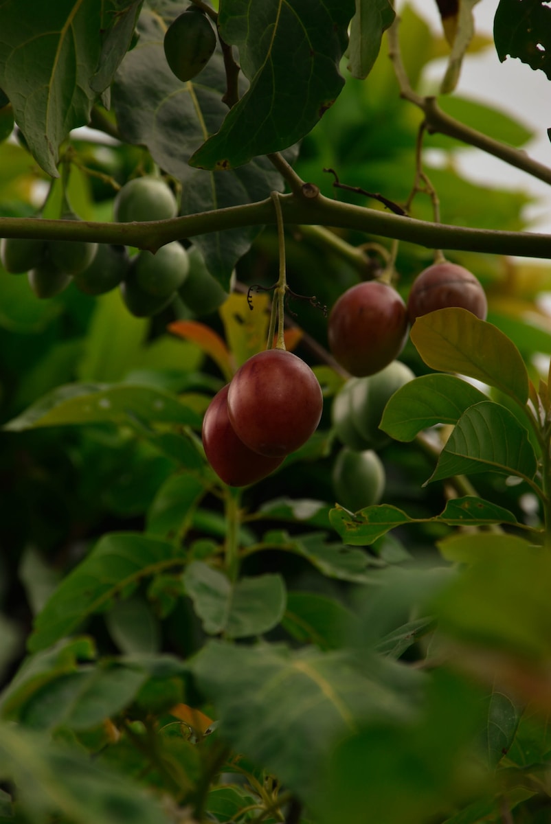 Tamarillo – jak jeść, jak obrać, jak smakuje